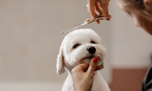 Local Pet Shops Cover Image