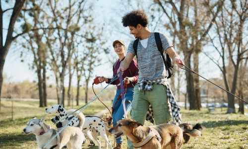 Local Dog Parks Cover Image